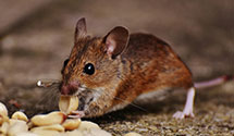 24 Hour & Emergency Exterminators in Crichton, WV